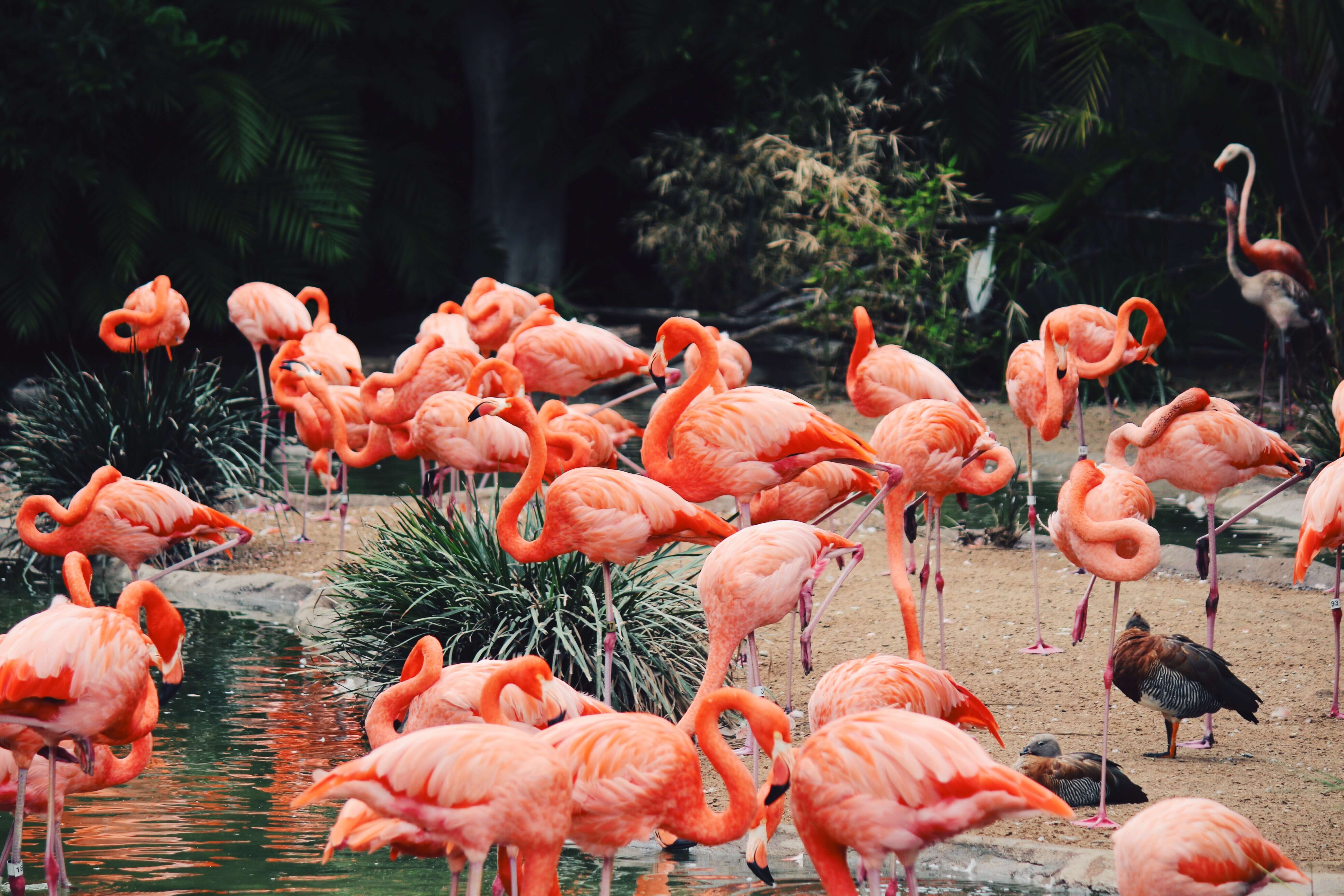 15 Best Zoos in California California Glory