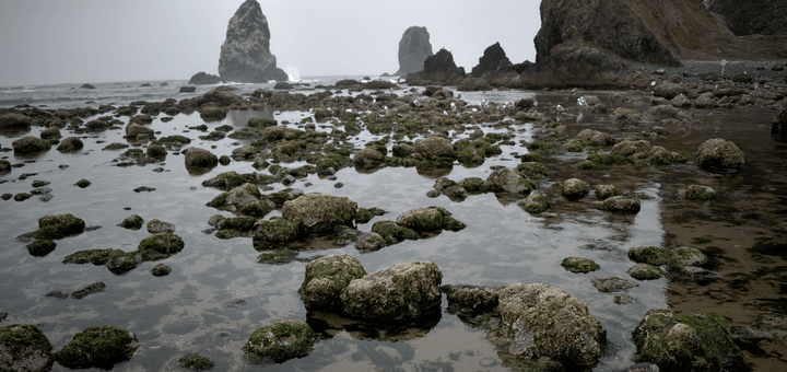15 Best Tide Pools in California To See Cool Sea-Life